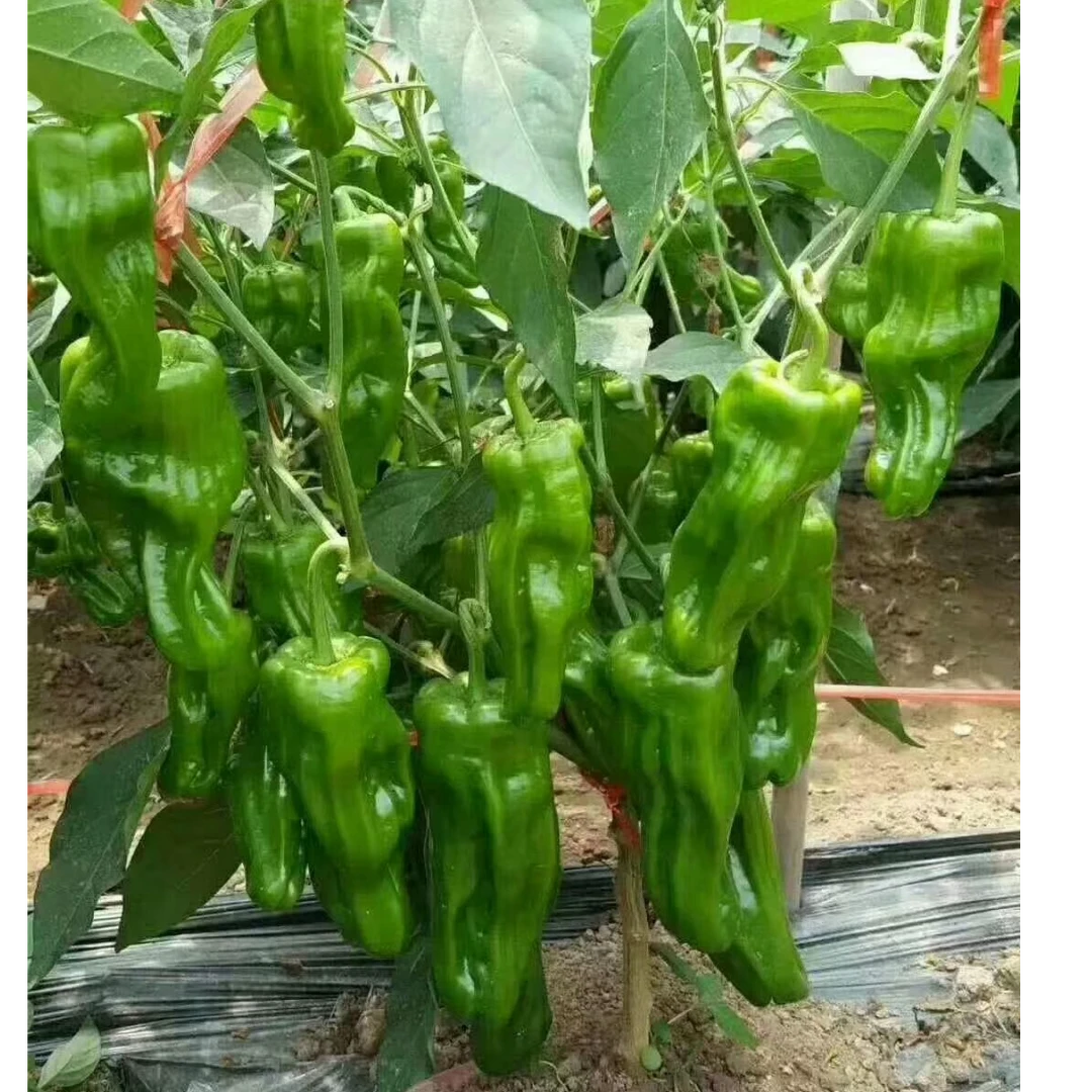 川塔薄壳黄  菜椒种子 辣椒 极早熟强挂果  果皮薄 产量高