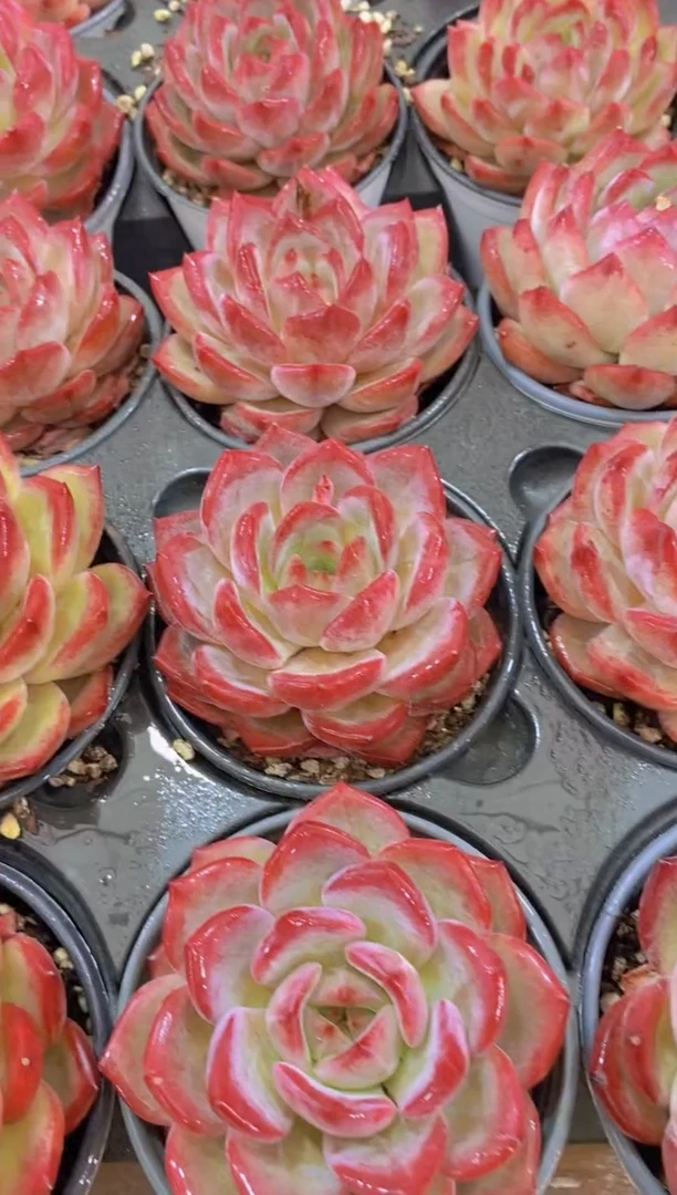 A352-夜魔侠大母本7cm带盆土（量拍