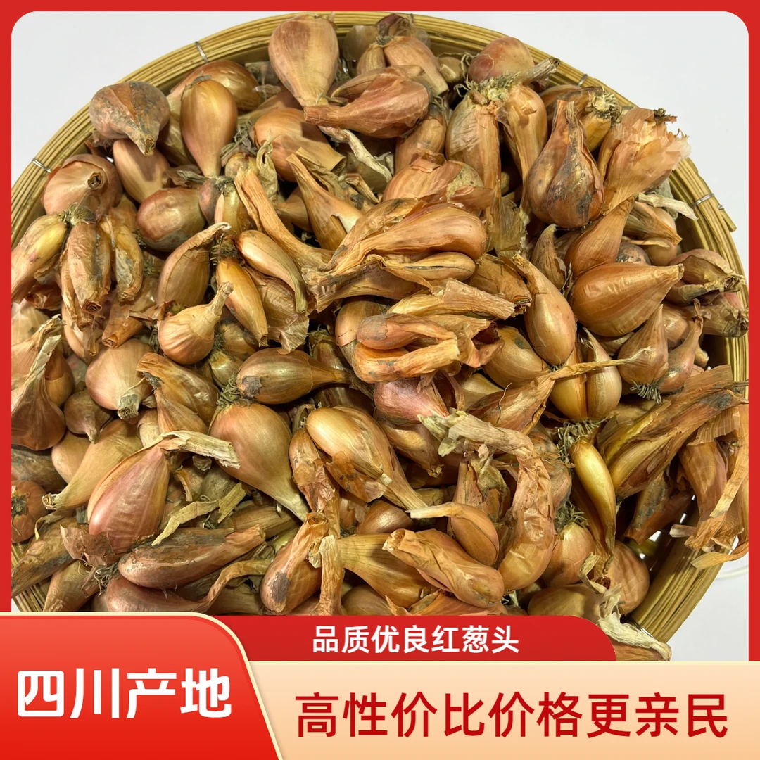 四季葱头四川本地红葱火葱香葱头盆栽新鲜阳台种植