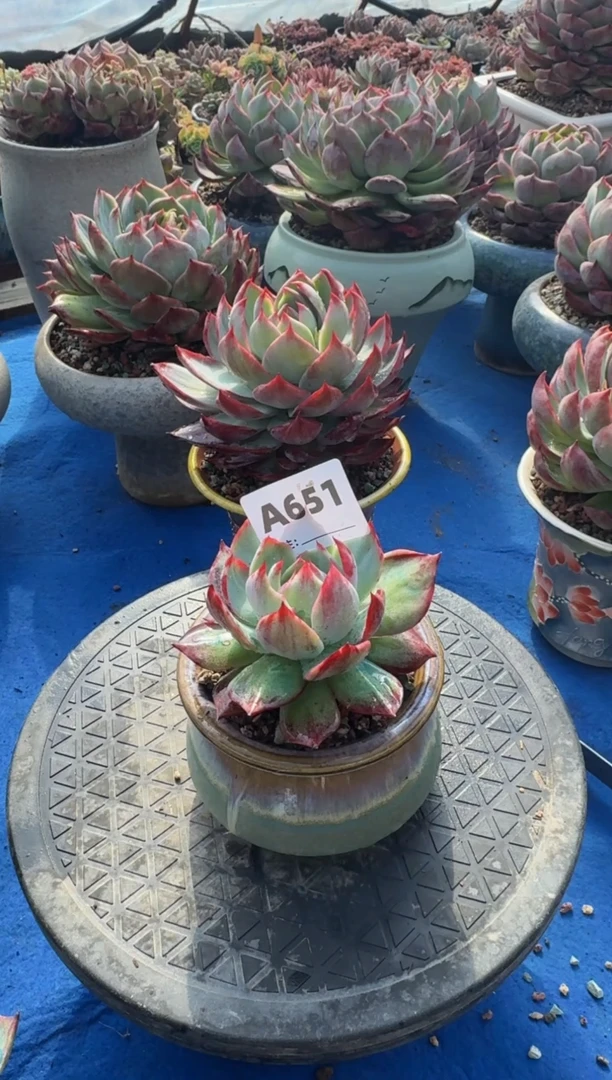 【闪购商品】A651惊鸿仙子（裸根发货）