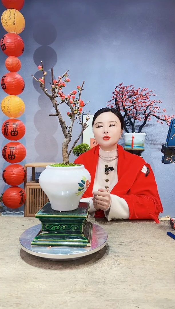 【闪购商品】盆景海棠 长寿冠