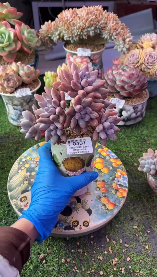 昆明印象多肉0401