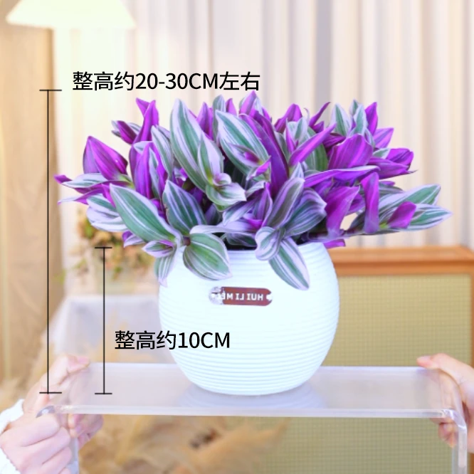 油画盆栽婚礼吊兰盆栽超好养活紫叶吊兰室内观叶耐阴植物