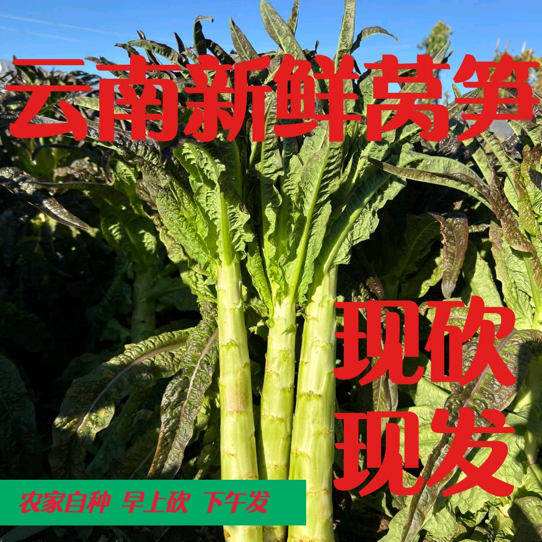 云南露天种植新鲜紫叶莴笋农家自种现摘现发