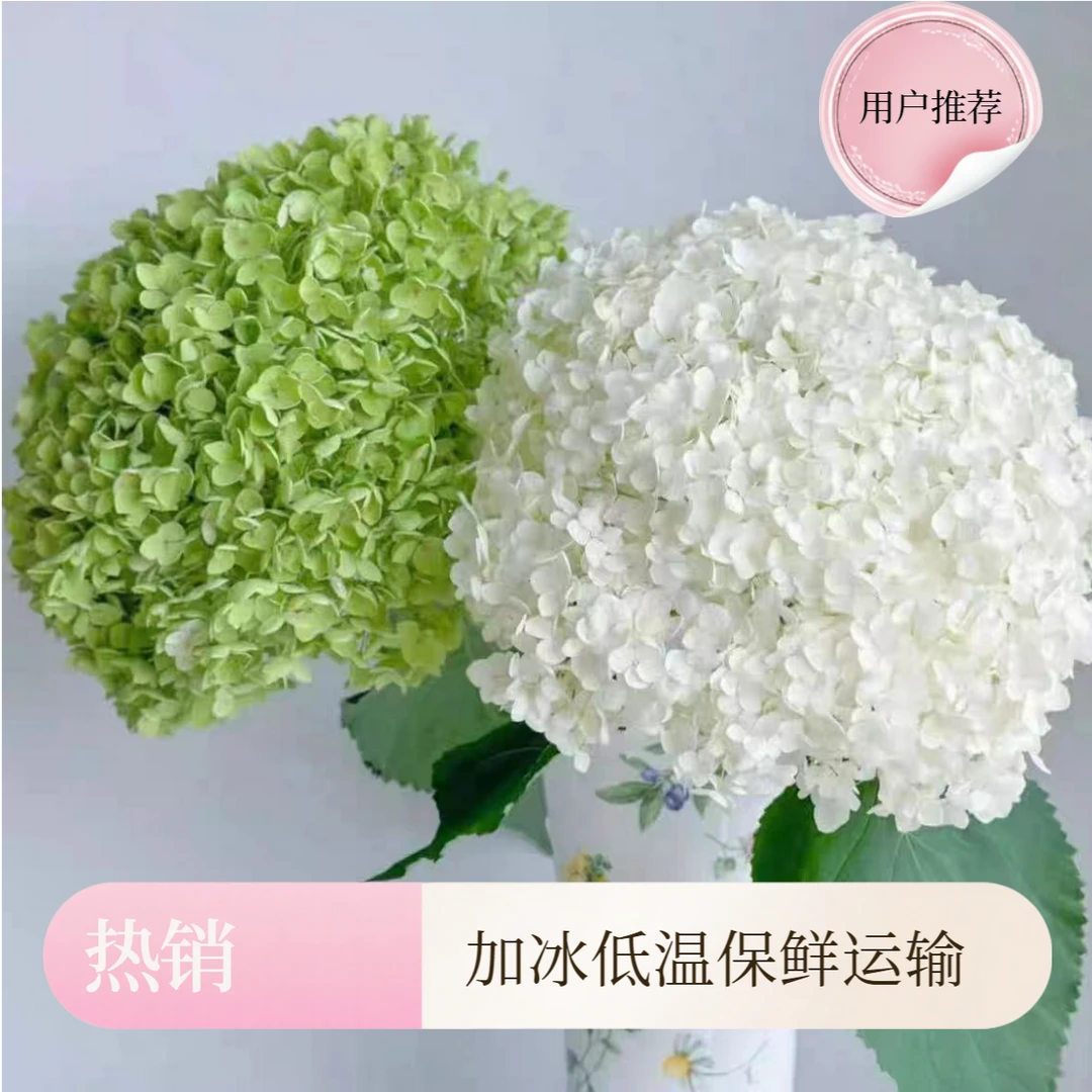 安娜绣球花鲜切花云南昆明现采现发大花朵鲜花水培鲜花可做干花