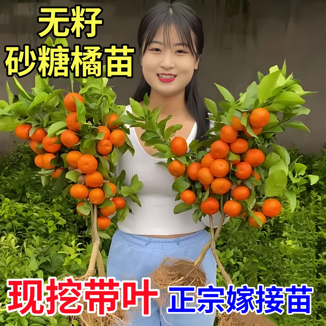 【无籽砂糖橘树苗】正宗嫁接砂糖橘苗盆地栽阳台抗寒果树苗桔子树苗