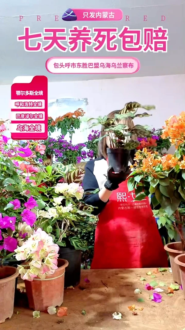完全开放孔雀尾小盆