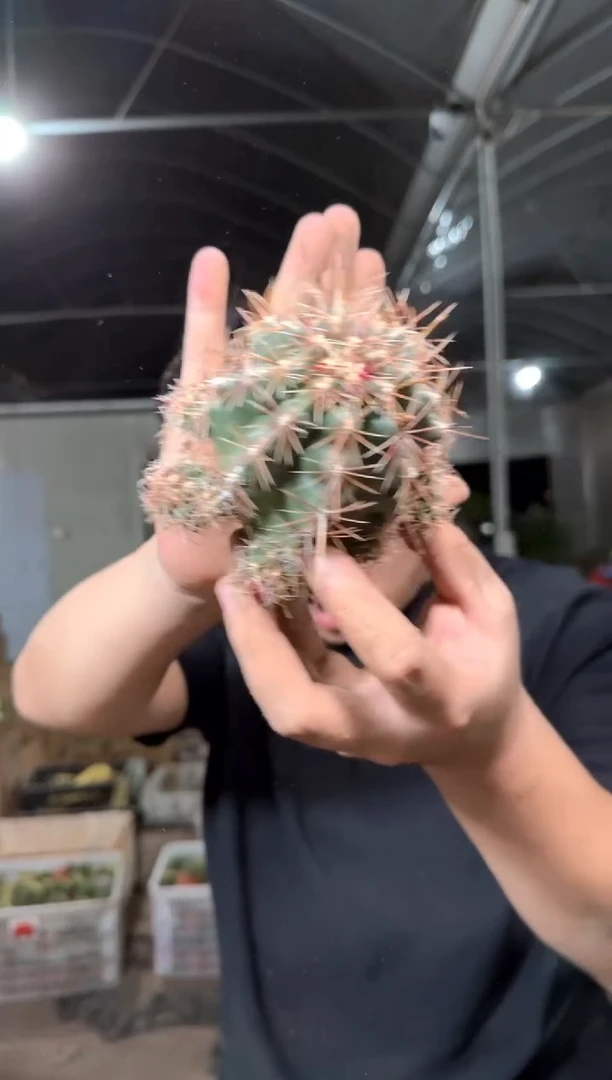 大单头 大统领【实生根】