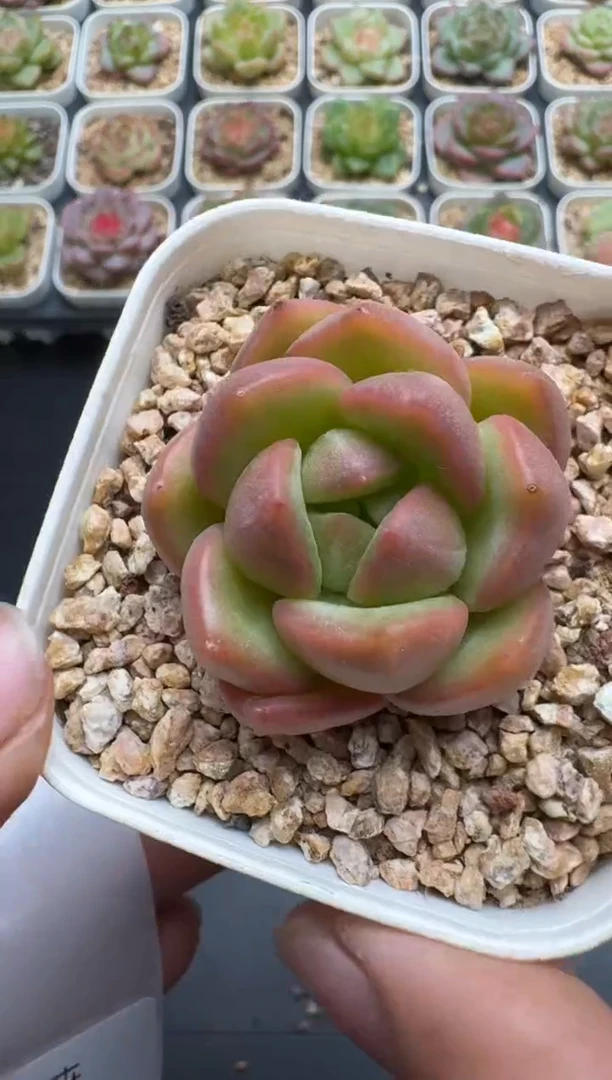 669E云禹多肉植物 带盆土纸巾打包 3颗包邮