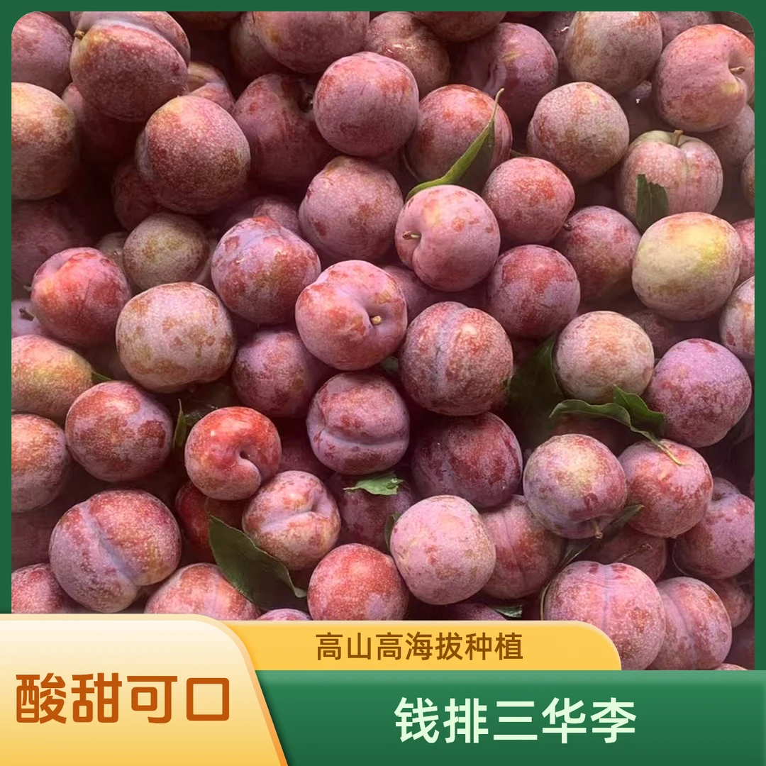 正宗钱排三华李新鲜现摘现发红心李子酸甜李子新鲜水果现摘现发