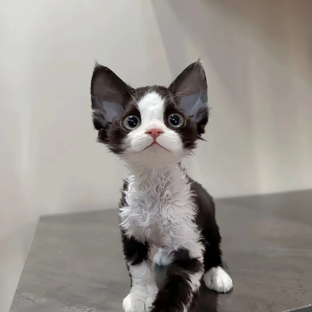 猫圈搅屎棍  德文
