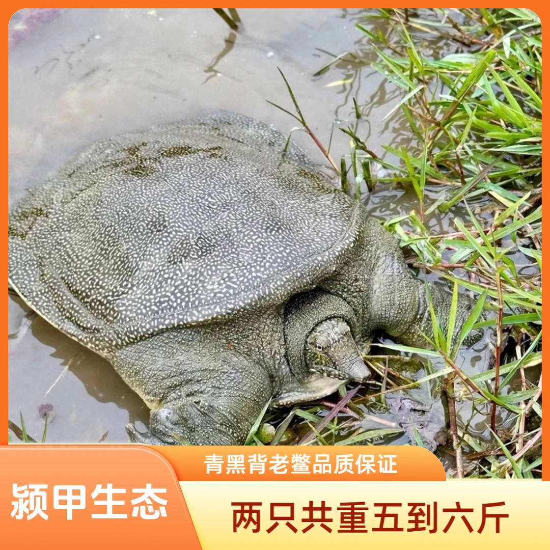 活鲜生猛甲鱼青黑背生态老鳖两只共5-6斤顺丰包邮到家