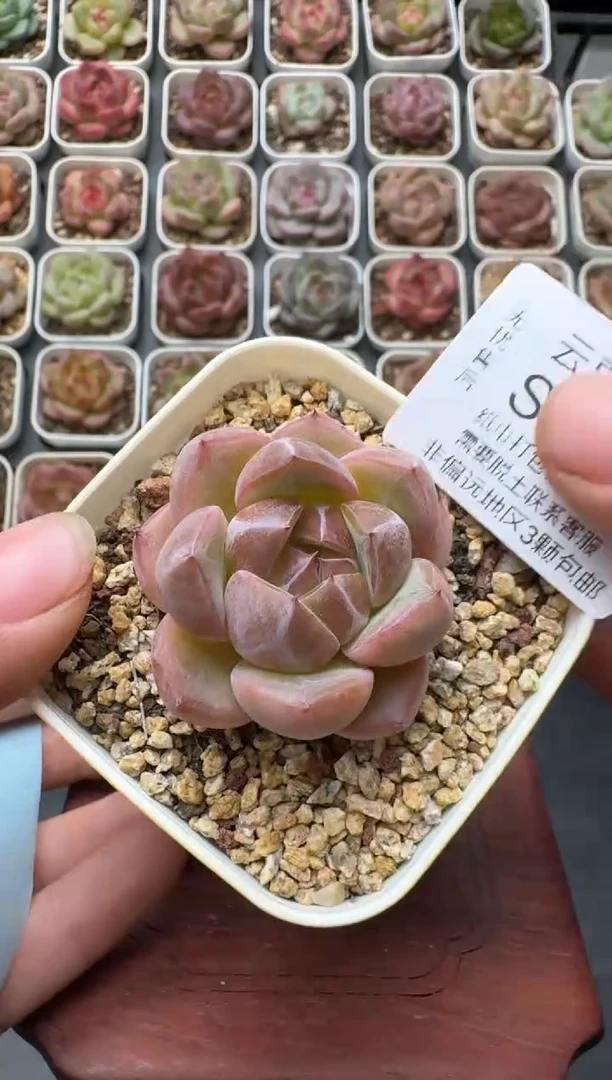 210S带盆土发 当场拍3颗以上包柚 多肉植物 一物一拍