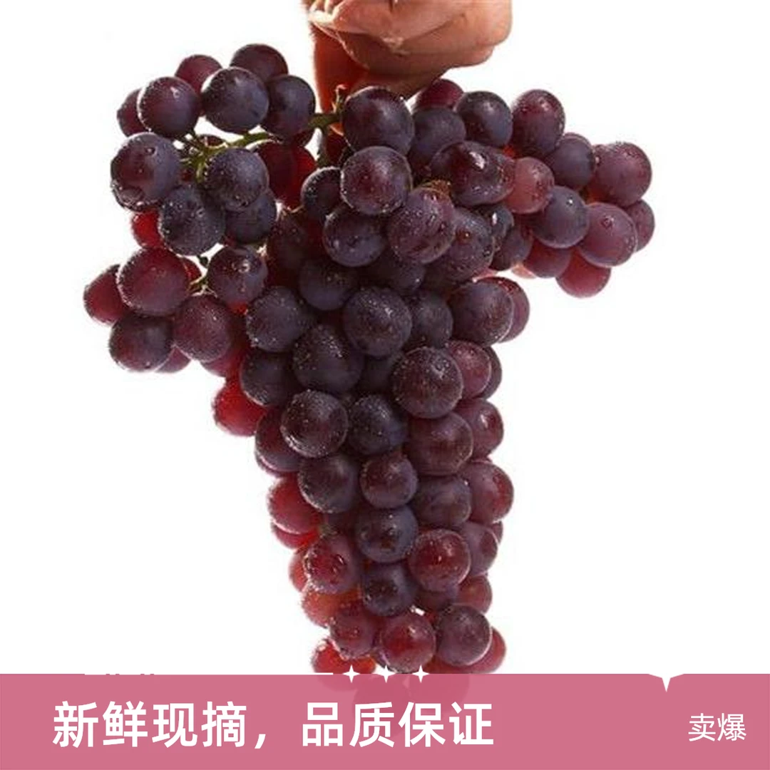 【银川送货到家】玫瑰香葡萄礼盒2.4斤 皮薄多汁 玫瑰香浓 口感甜 礼盒包装 有枝把缩水、掉粒情况河北省