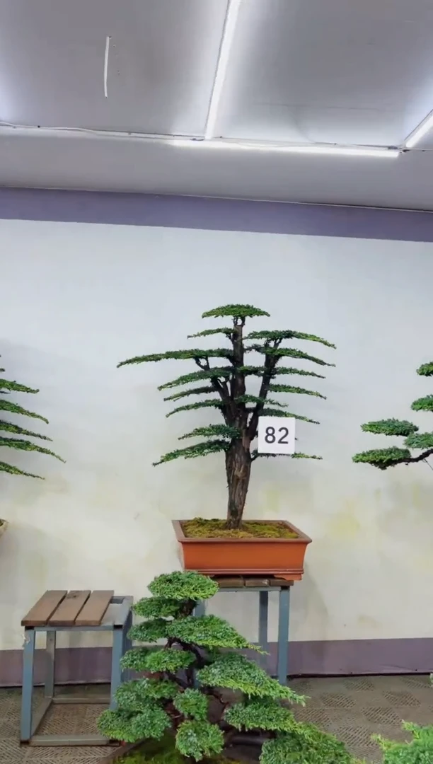 无花朵用****3造型盆景一物一拍