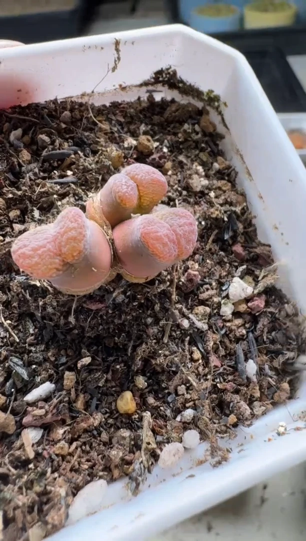 【闪购商品】15-163