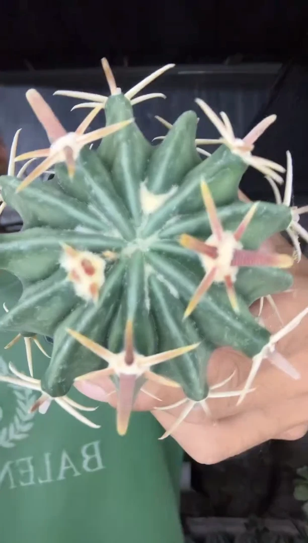 实生凌波一颗15.99