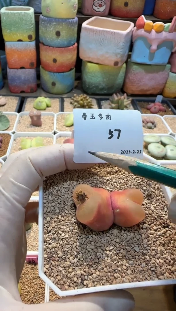 【闪购商品】Vagus