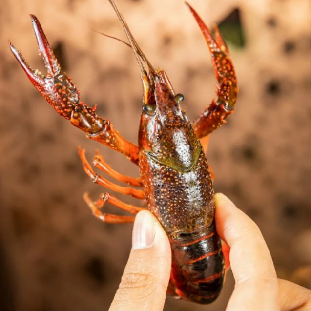鲜活小龙虾500g
