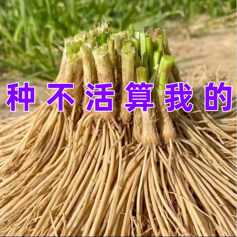 新鲜韭菜根四季种植家庭阳台盆栽
