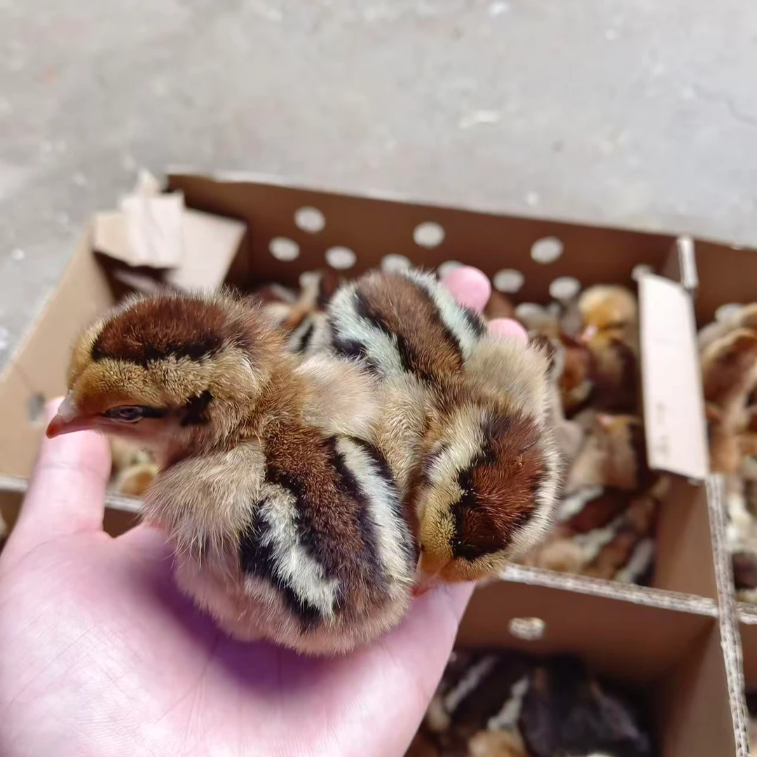 正宗麻羽鸡宠物小鸡观赏鸡顺丰包邮适合家养