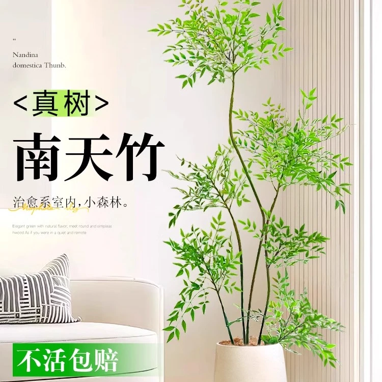 南天竹盆栽客厅真树绿植办公室内沙发边大型落地旺宅真花大号禄植