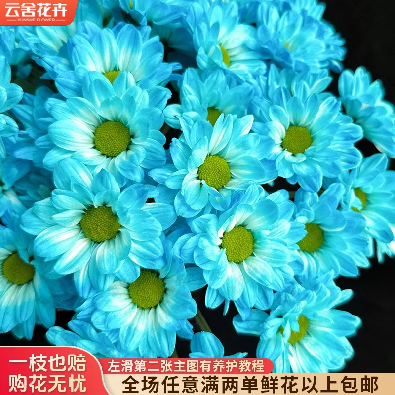 【云舍花卉】【天蓝色】【渐变色】吸色小菊任意满两单及以上鲜花包邮