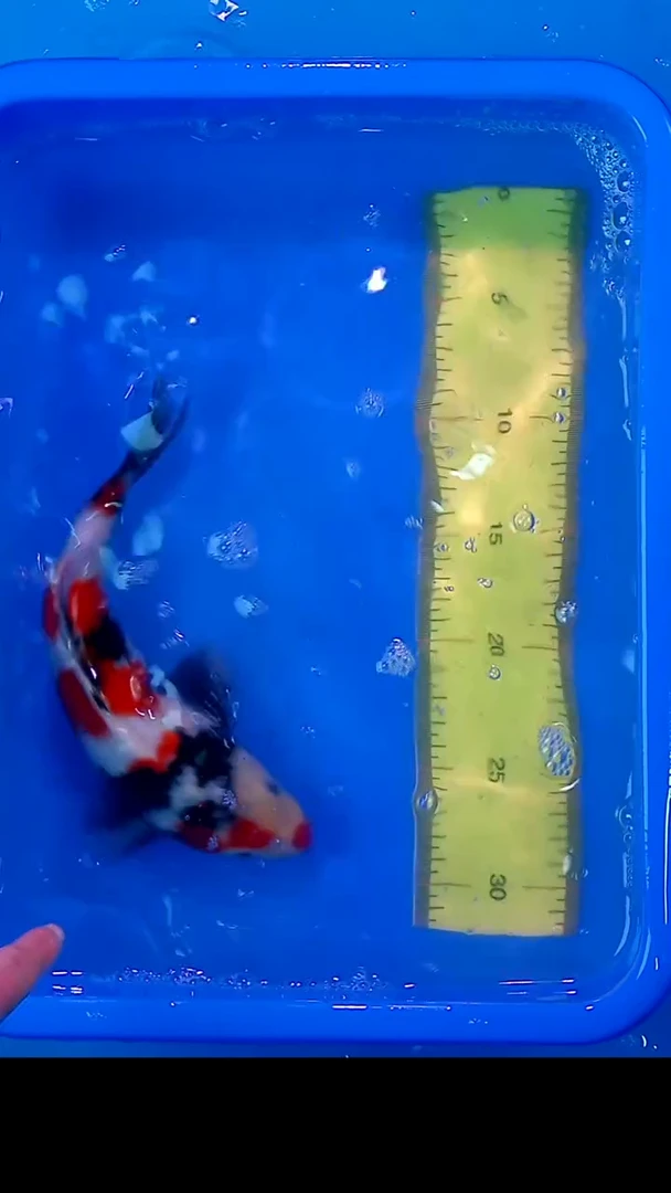 锦鲤12月22日锦鲤30