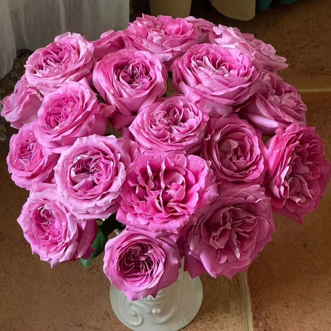 【一品花集】【长相思】单头玫瑰 (注意：带包装醒花哦~)