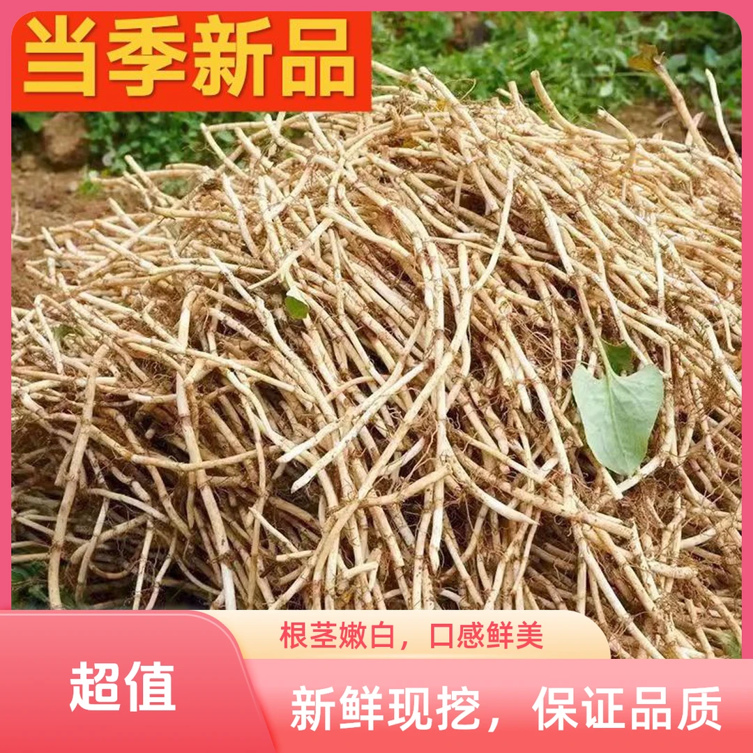 【新根上市】新鲜现挖带泥鱼腥草鲜嫩折耳根节节根嫩根凉拌蔬菜下饭