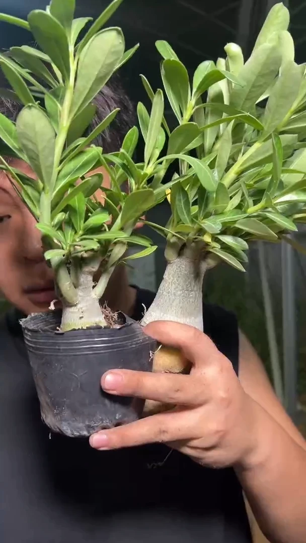 2颗 沙漠玫瑰 带根