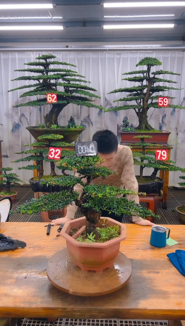 无花朵精品盆景直播间一物一拍