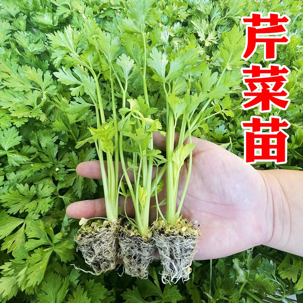 芹菜苗香芹菜苗四季小香芹皇后西芹苗白玉香芹菜根苗盆栽阳台种植