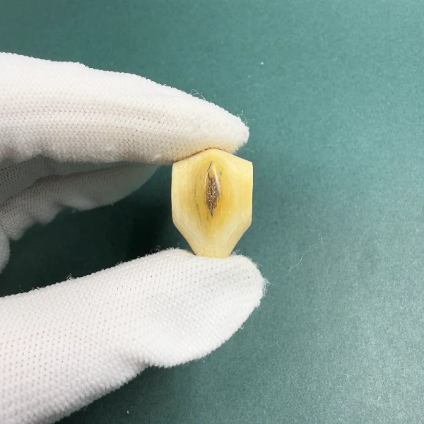 H5720天然猛犸牙鲨鱼背蓝眼三通配饰 支持鉴定 假一罚四