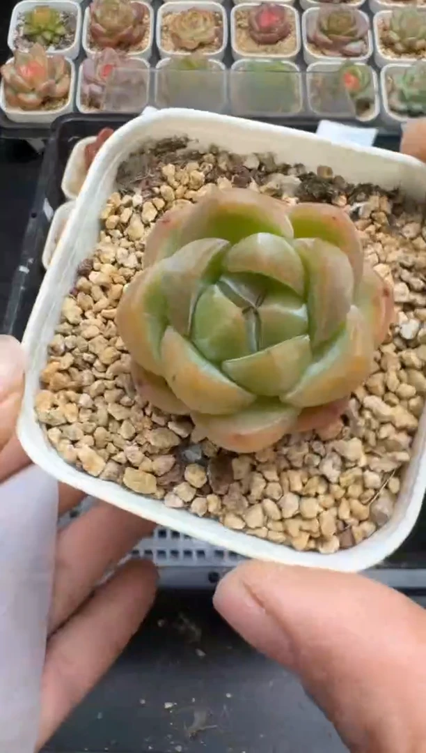 593H云禹多肉植物 带盆土纸巾打包 当天拍3颗包邮