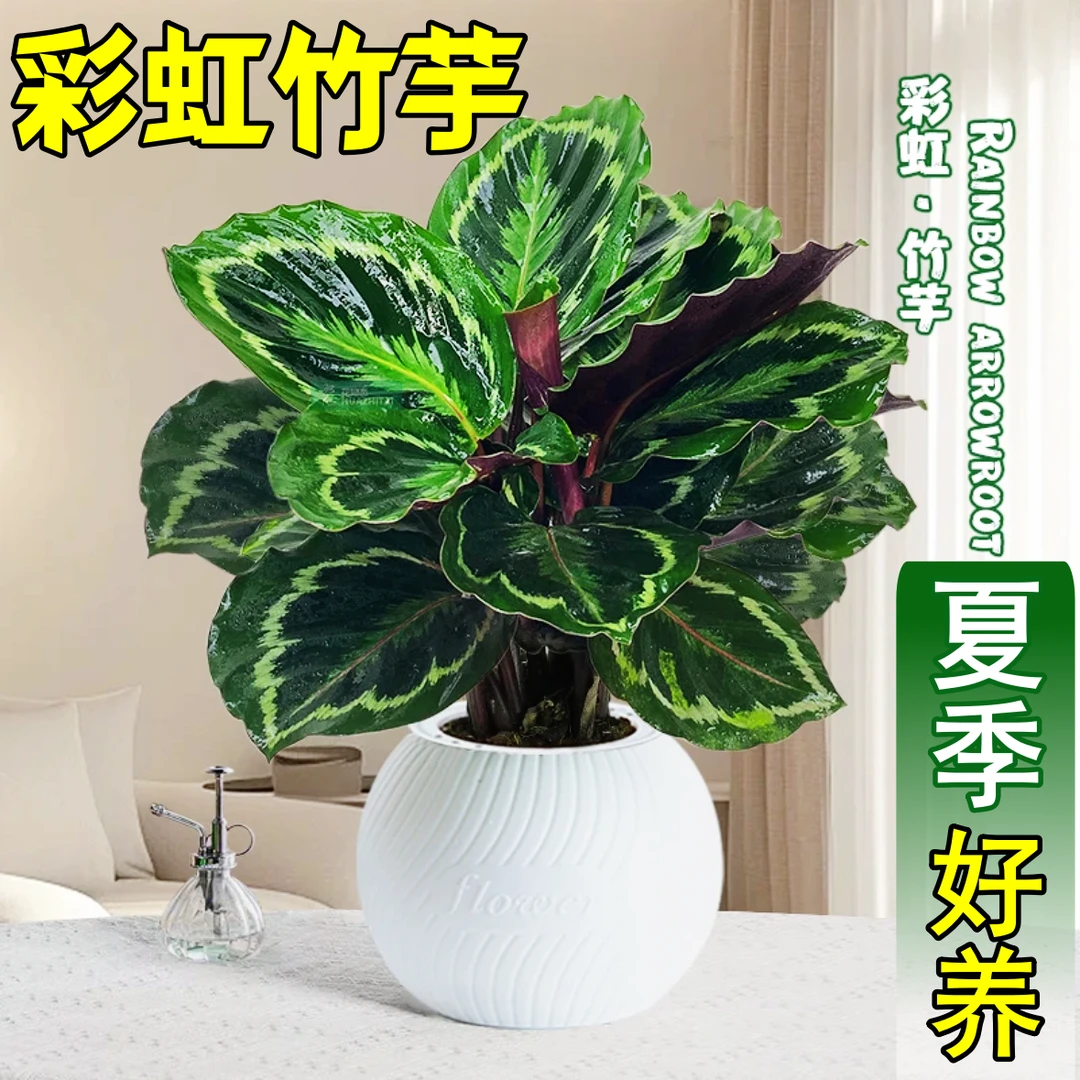 彩虹竹芋盆栽水培孔雀竹芋彩叶绿植物花卉室内夏季天除甲醛好养活