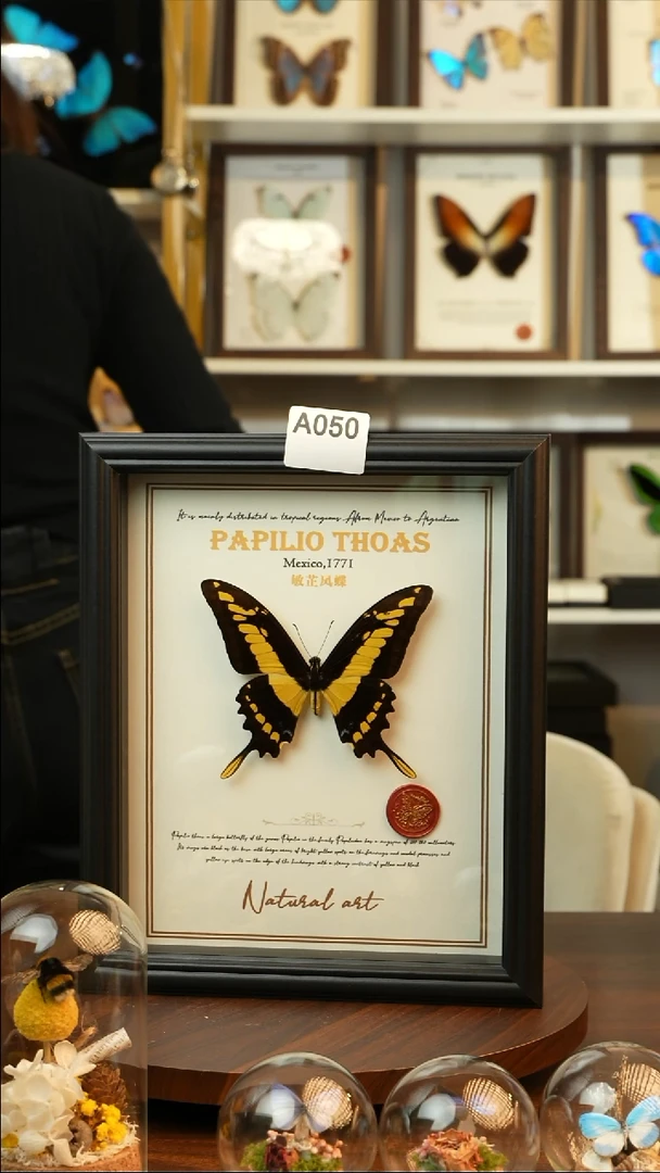 敏芷凤蝶-英文（10寸欧式黑框）A050