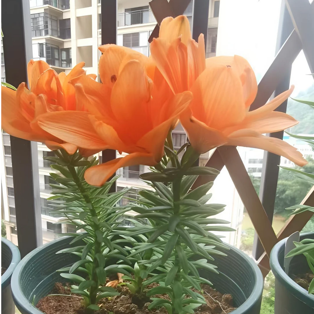 【小重影】10颗 盆栽 阳台 庭院 百合种球