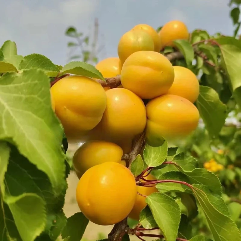 杏树果苗嫁接新疆珍珠油杏树苗甜油杏子苗盆栽地栽 2年苗买一送一
