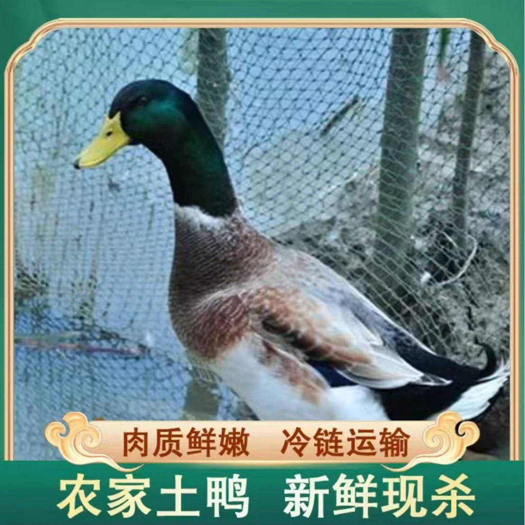 【兵哥】农家放养土鸭子 单只净重2斤 肉质鲜嫩