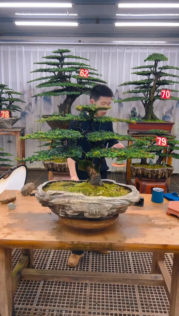 无花朵風*精品盆景直播间一物一拍