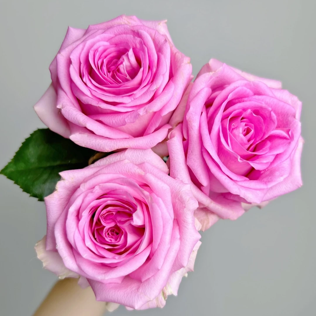 【苏醒单头玫瑰】任意两单及两单以上鲜花顺丰冷链包邮发货