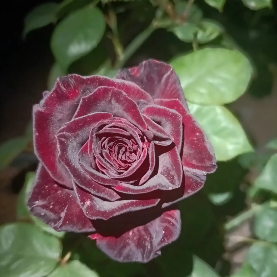 老桩正经黑巴克一加仑盆室内室外阳台庭院栽种好养护四季勤花