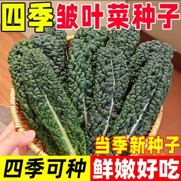 【满五包包邮】皱叶甘蓝菜种子皱叶菜羽衣甘蓝种籽脆嫩可口沙拉食用