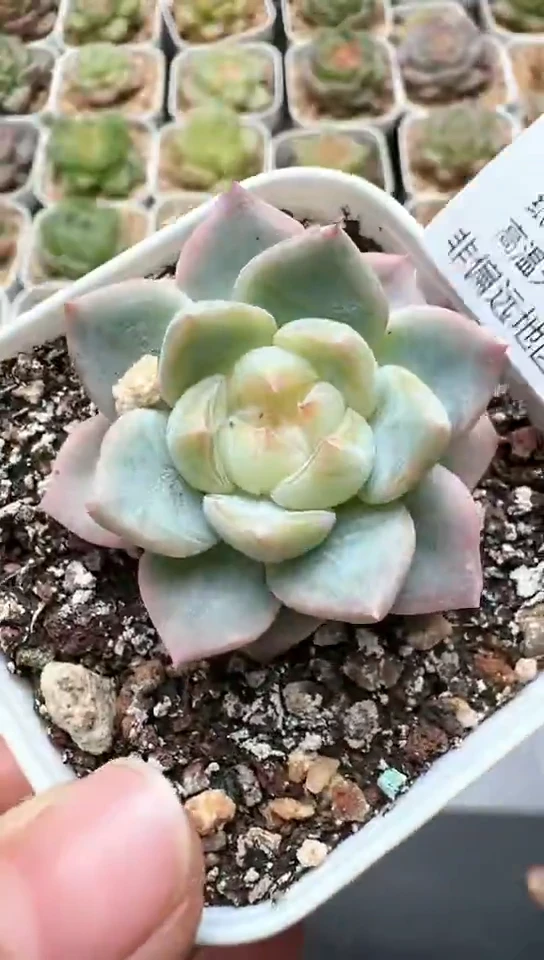 347F云禹多肉植物 默认脱土纸巾打包 3颗包邮