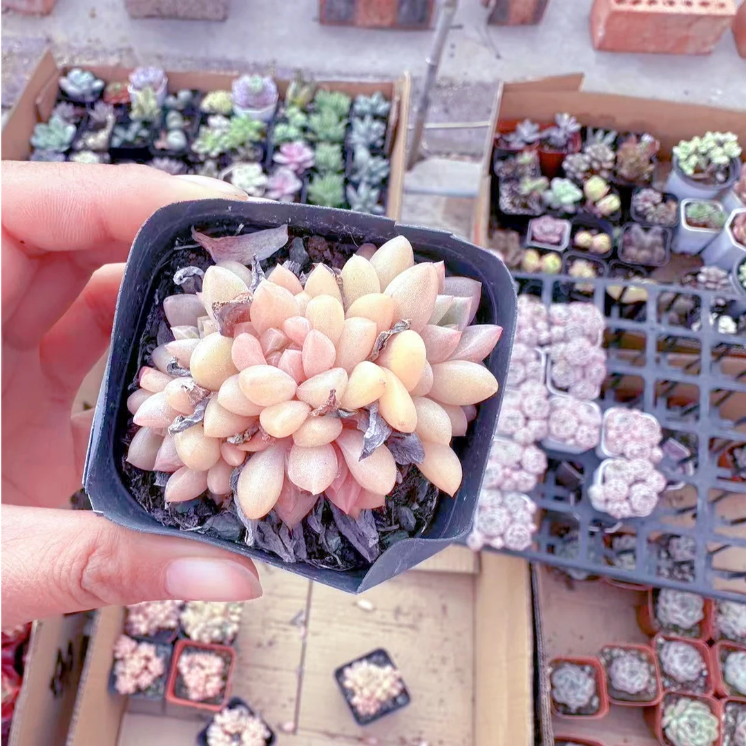 精控贵妃多肉植物（满9.9元包邮发货）