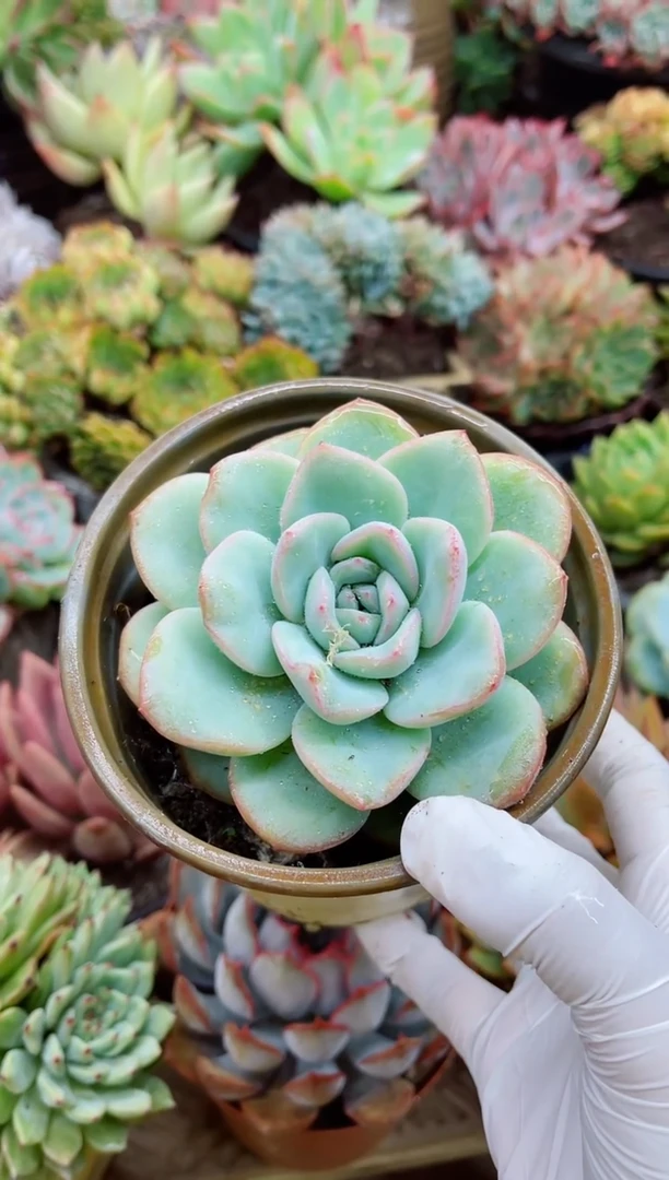 淡*28004多肉植物一物一拍