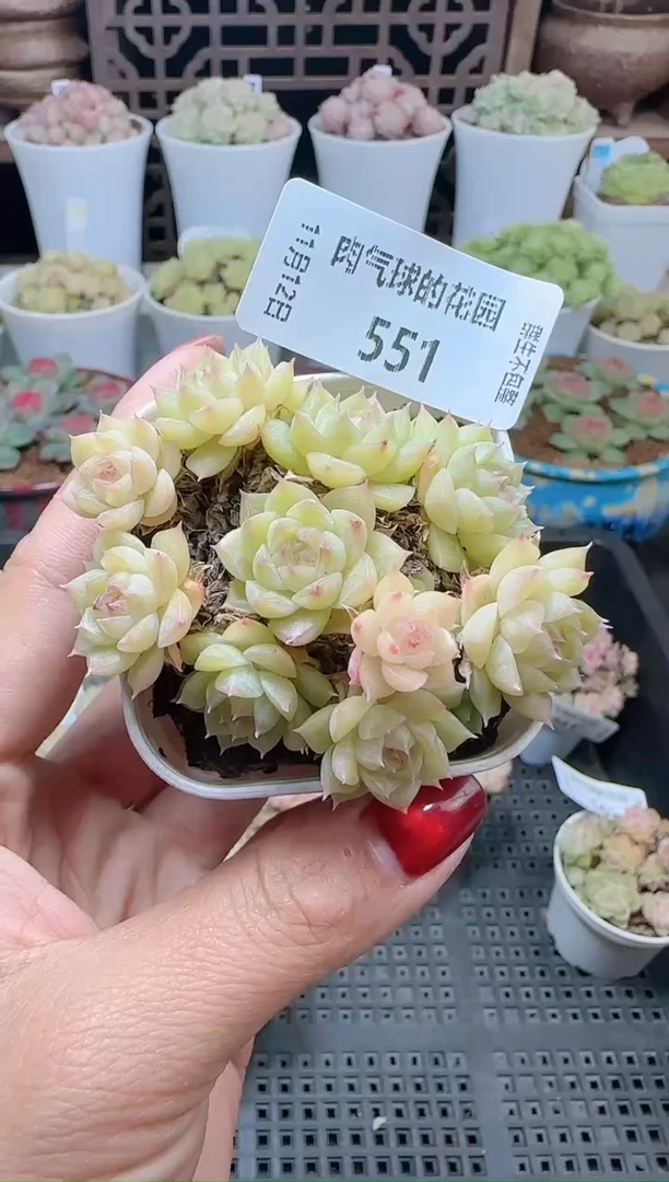 1112-551（群生不包整）