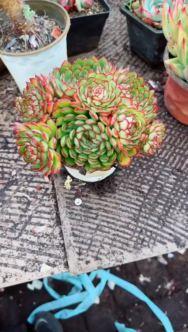 小****?多肉植物一物一拍05169