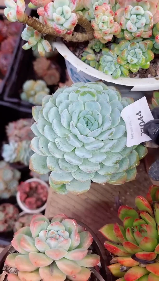 淡*27044多肉植物一物一拍